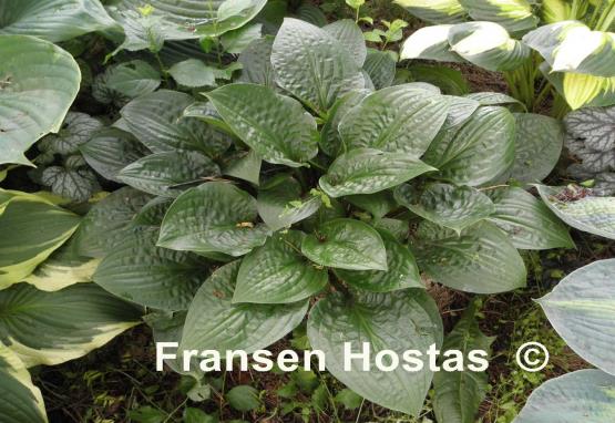 Hosta Celtic Uplands